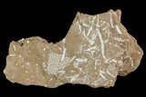 Ordovician Bryozoans (Chasmatopora) Plate - Estonia #73479-1